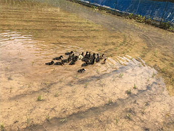 唐津市の棚田で元気に田んぼを泳ぎ回るアイガモたち