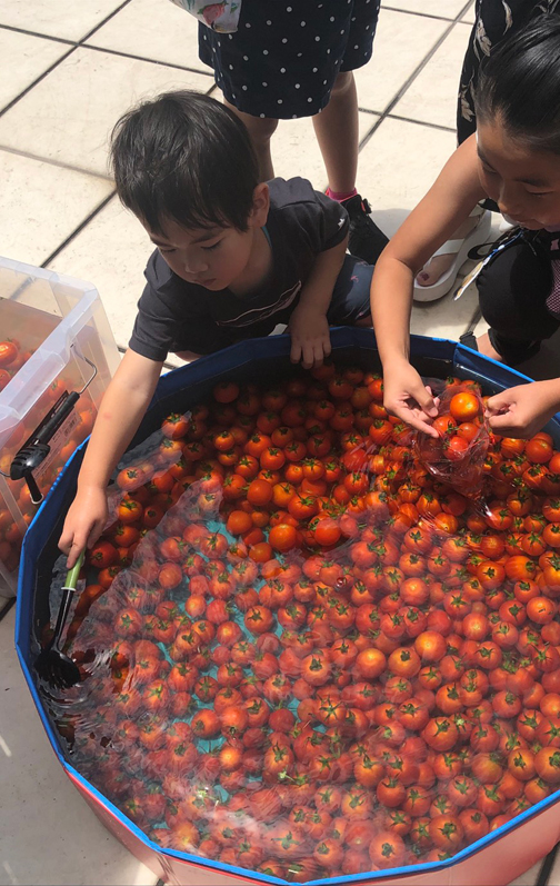 イベントでは子ども達がラマさんが育てたミニトマトすくいを体験